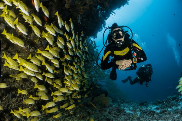 Où faire de la plongée avec les requins à la Grande Barrière de Corail, Australie?