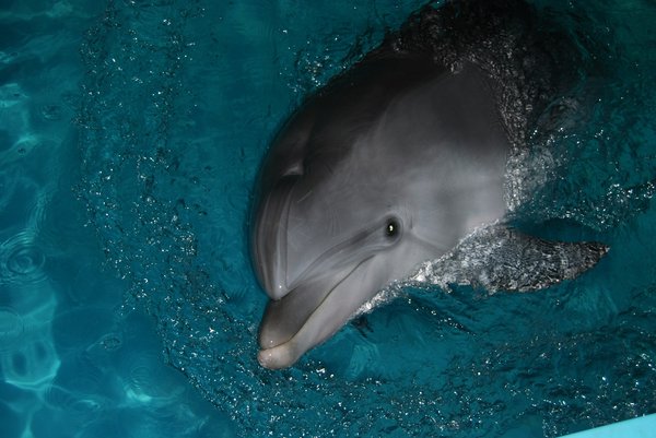 Quelles croisières offrent des excursions pour observer les dauphins en Floride?